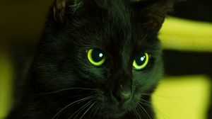 Превью обои кот, черный, смотрит, глаза, зеленый