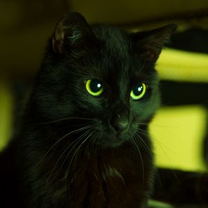 Превью обои кот, черный, смотрит, глаза, зеленый