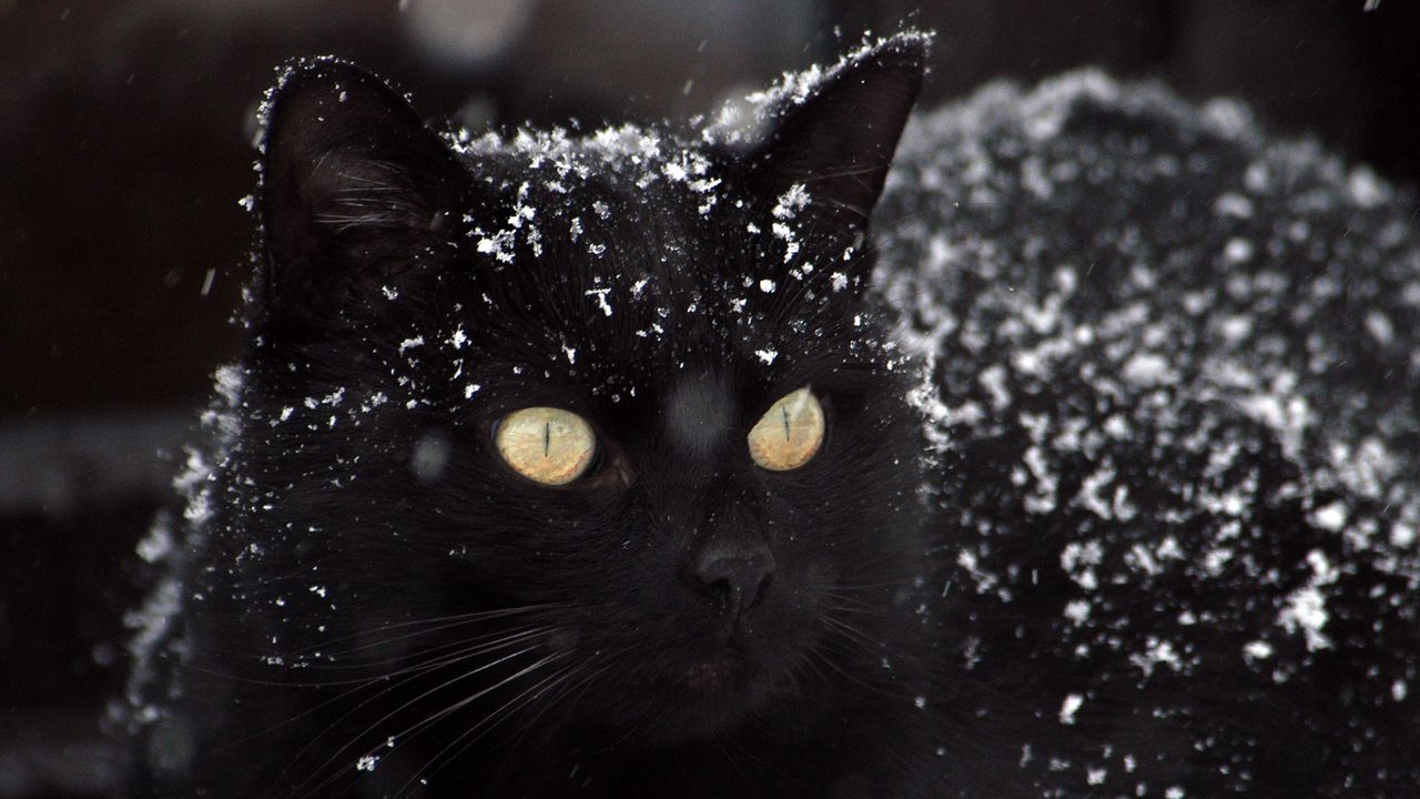 Обои кот, черный, снег, зима