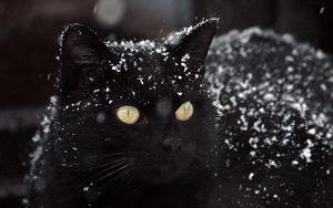 Превью обои кот, черный, снег, зима