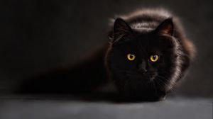 Превью обои кот, черный, взгляд, тень