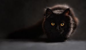 Превью обои кот, черный, взгляд, тень