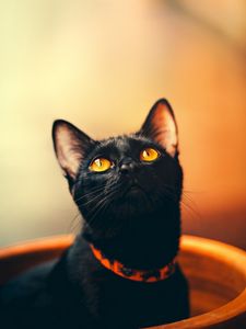 Превью обои кот, черный, взгляд, ошейник