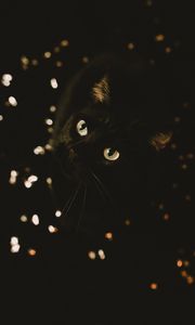 Превью обои кот, черный, взгляд, питомец, животное
