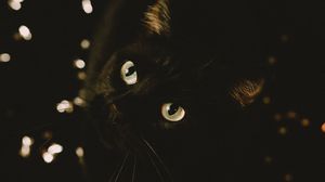 Превью обои кот, черный, взгляд, питомец, животное