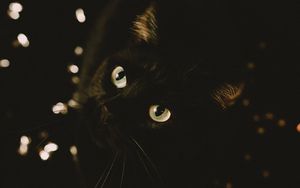 Превью обои кот, черный, взгляд, питомец, животное