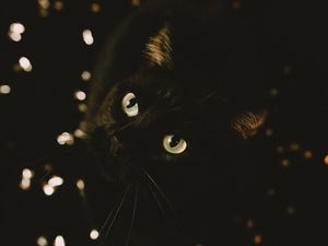 Превью обои кот, черный, взгляд, питомец, животное