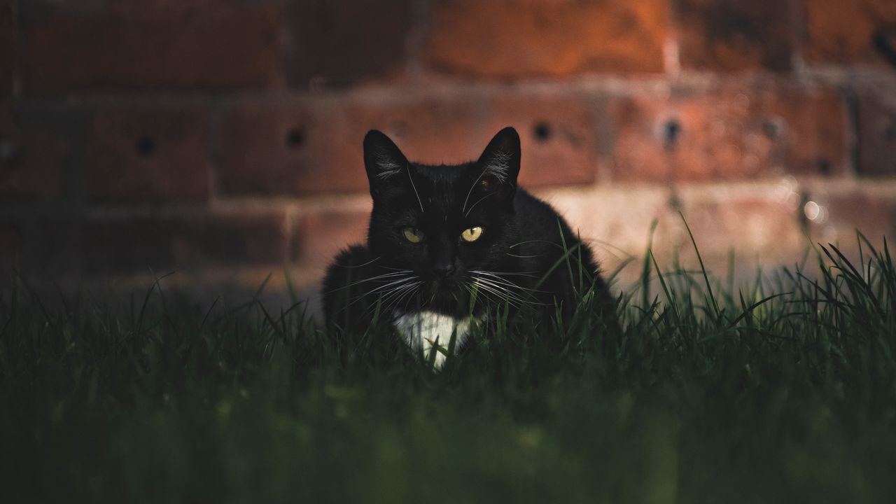 Обои кот, черный, взгляд, питомец, трава