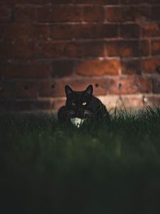Превью обои кот, черный, взгляд, питомец, трава