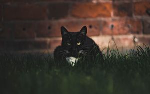 Превью обои кот, черный, взгляд, питомец, трава