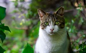 Превью обои кот, деревья, листья, морда