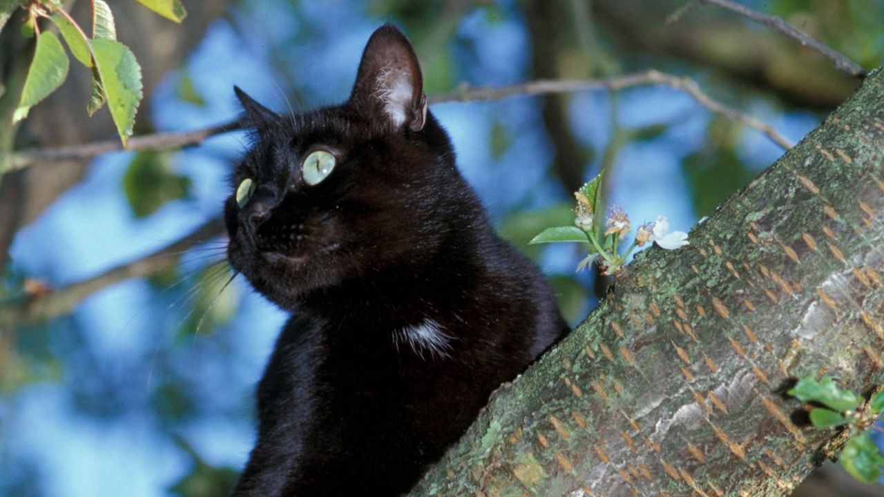 Обои кот, дерево, черный, сидеть