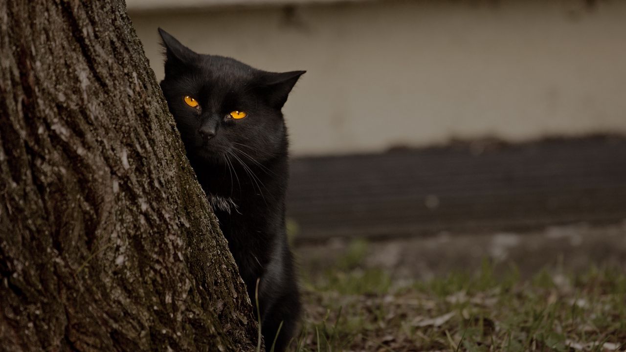 Обои кот, дерево, черный, прятки, глаза