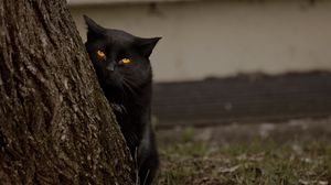 Превью обои кот, дерево, черный, прятки, глаза
