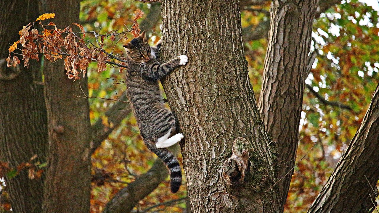 Обои кот, дерево, лазать, осень