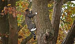 Превью обои кот, дерево, лазать, осень