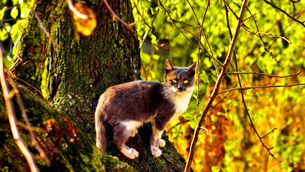 Обои кот, дерево, лазать, окрас, осень