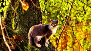 Превью обои кот, дерево, лазать, окрас, осень