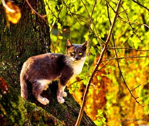 Превью обои кот, дерево, лазать, окрас, осень