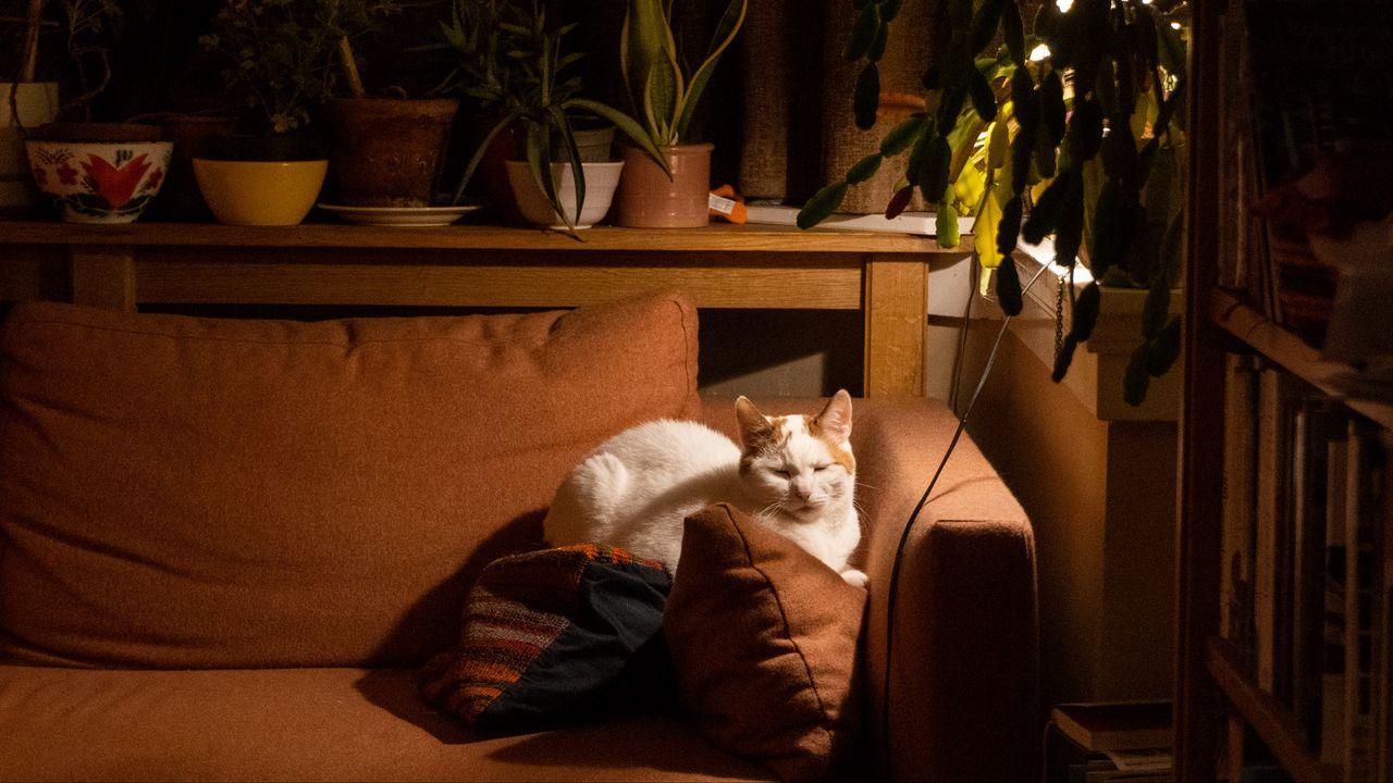 Обои кот, диван, сон, питомец, животное