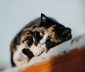 Превью обои кот, домашний питомец, милый