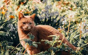 Превью обои кот, домашний питомец, трава