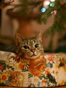 Превью обои кот, елка, подарок, гирлянда, ожидание