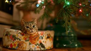 Превью обои кот, елка, подарок, гирлянда, ожидание