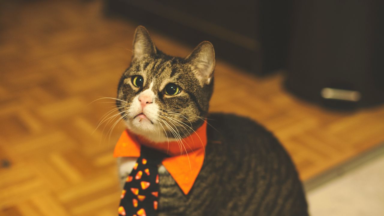 Обои кот, галстук, питомец, забавный