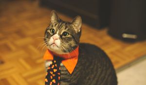 Превью обои кот, галстук, питомец, забавный