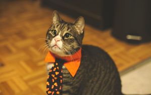 Превью обои кот, галстук, питомец, забавный