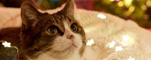 Превью обои кот, гирлянды, новый год, елка, питомец