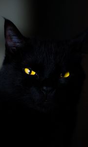 Превью обои кот, глаза, черный