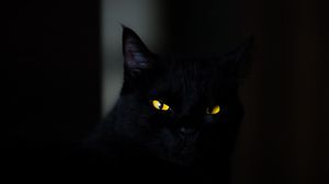 Превью обои кот, глаза, черный