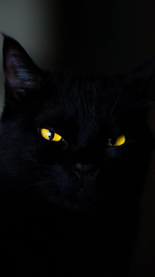 540x960 Обои кот, глаза, черный