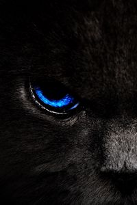 Превью обои кот, глаза, голубой, взгляд, темный
