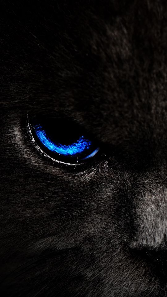 540x960 Обои кот, глаза, голубой, взгляд, темный