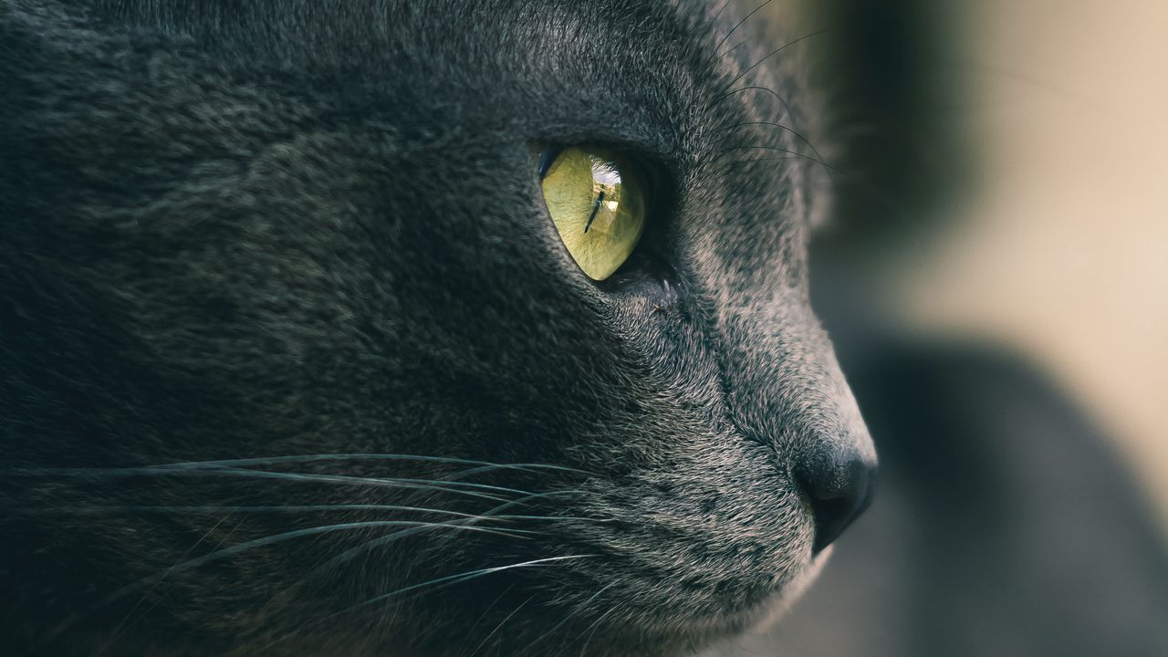 Обои кот, глаза, нос, шерсть, серый