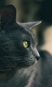 Превью обои кот, глаза, нос, шерсть, серый