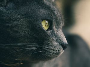 Превью обои кот, глаза, нос, шерсть, серый