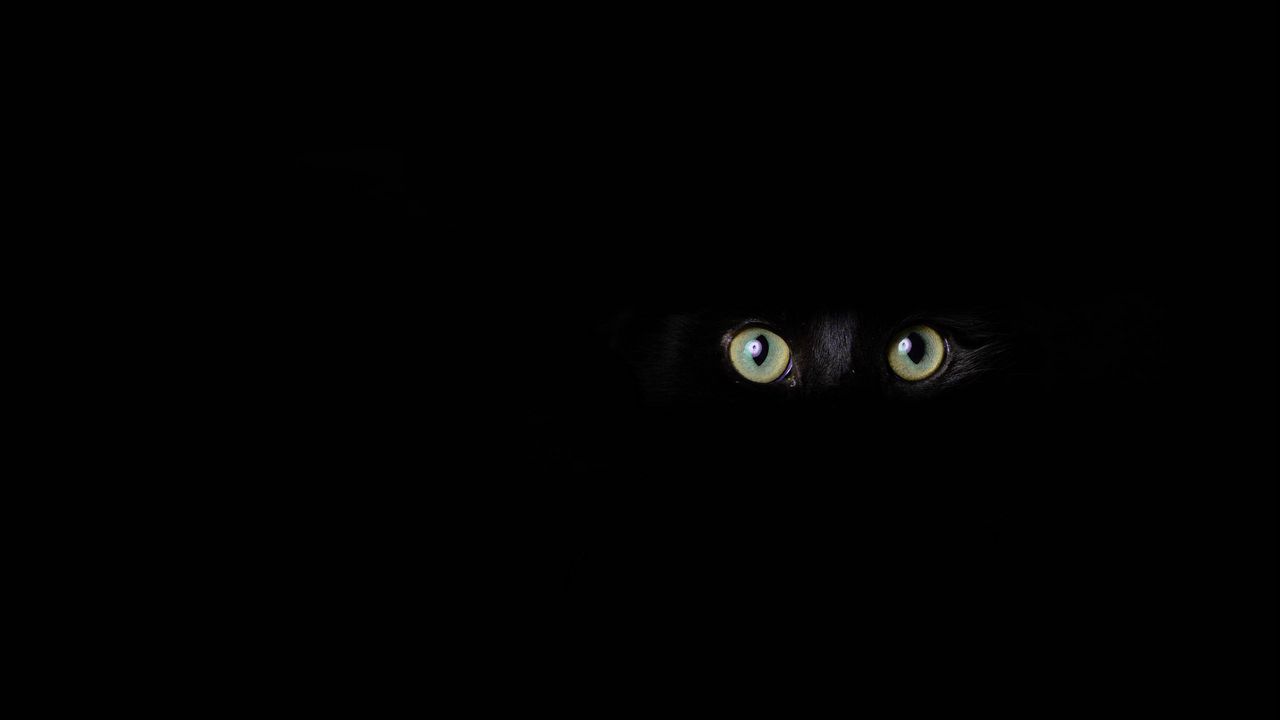 Обои кот, глаза, взгляд, черный, темнота