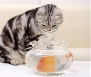 Превью обои кот, голодный, рыба, аквариум