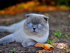 Превью обои кот, голубоглазый, морда, осень, листья, лежать