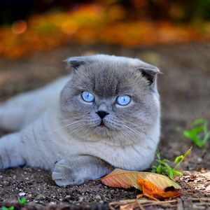 Превью обои кот, голубоглазый, морда, осень, листья, лежать