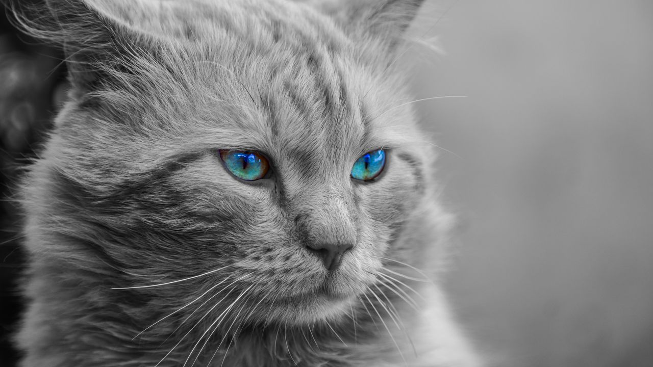 Обои кот, голубоглазый, морда, фотошоп, пушистый, чб