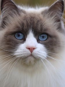 Превью обои кот, голубоглазый, морда, взгляд, красивый, толстый