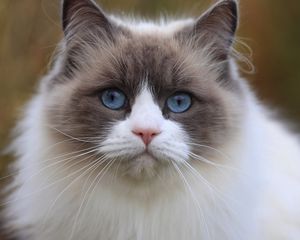 Превью обои кот, голубоглазый, морда, взгляд, красивый, толстый