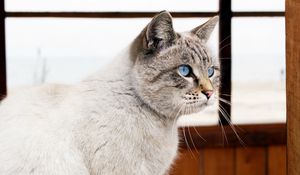 Превью обои кот, голубоглазый, окно, взгляд