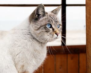 Превью обои кот, голубоглазый, окно, взгляд