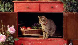 Превью обои кот, ящик, лазить